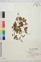 藏品(鹿場毛茛)的圖片