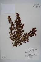 藏品(日本小檗)的圖片