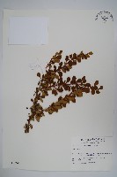 藏品(日本小檗)的圖片