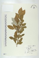 藏品(鄧氏胡頹子)的圖片