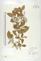藏品(鄧氏胡頹子)的圖片