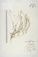 藏品(玉山筷子芥)的圖片