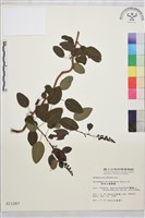 藏品(阿里山黃鱔藤)的圖片