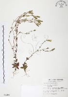 藏品(玉山龍膽)的圖片