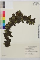 藏品(小葉鼠李)的圖片