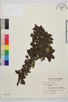 藏品(小葉鼠李)的圖片