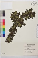 藏品(小葉鼠李)的圖片