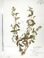 藏品(大籽當藥、巒大當藥)的圖片