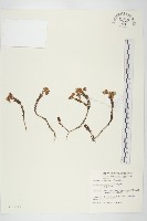 藏品(小萼佛甲草)的圖片