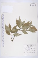 藏品(臺灣青莢葉)的圖片