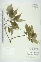 藏品(臺灣青莢葉)的圖片