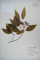 藏品(高山莢迷)的圖片