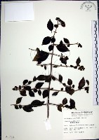 藏品(腺果藤、刺藤)的圖片