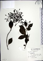 藏品(腺果藤、刺藤)的圖片