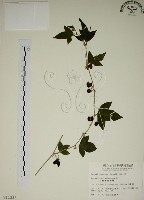 藏品(三角葉西番蓮)的圖片