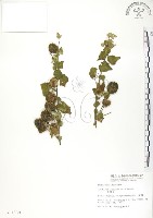 藏品(冬葵子)的圖片