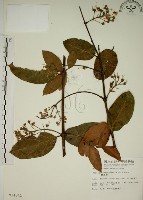 藏品(猿尾藤)的圖片