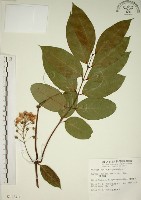 藏品(猿尾藤)的圖片