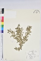 藏品(印度鐵莧)的圖片