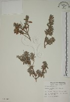 藏品(水芫花)的圖片