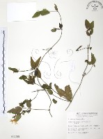 藏品(山素英)的圖片