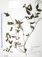 藏品(山素英)的圖片