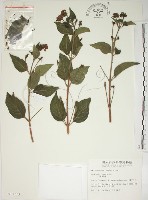 藏品(馬櫻丹)的圖片