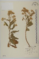 藏品(艾納香)的圖片