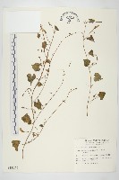 藏品(野牽牛)的圖片