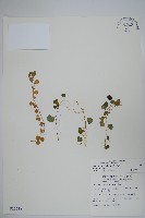 藏品(普刺特草)的圖片