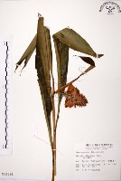 藏品(山月桃)的圖片