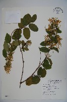 藏品(裡白忍冬、紅腺忍冬)的圖片