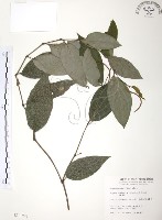 藏品(風藤)的圖片