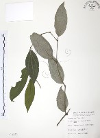 藏品(風藤)的圖片