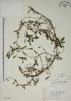 藏品(越橘葉蔓榕)的圖片