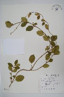 藏品(羊角藤、武靴藤)的圖片