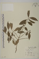 藏品(刺果衛矛)的圖片