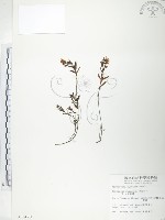 藏品(玉山金絲桃)的圖片