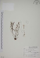 藏品(黃斑龍膽)的圖片