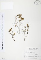 藏品(玉山龍膽)的圖片