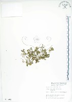 藏品(臺灣黃菫)的圖片