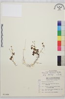 藏品(鹿場毛茛)的圖片