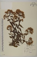 藏品(臺灣馬蘭)的圖片