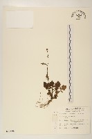 藏品(矮菊)的圖片