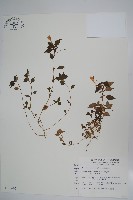 藏品(紫花鳳仙花)的圖片