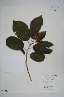 藏品(破布烏)的圖片