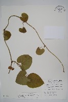 藏品(大葉馬兜鈴)的圖片