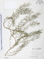 藏品(天門冬)的圖片