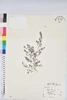 藏品(伏生大戟)的圖片