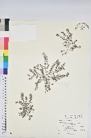 藏品(伏生大戟)的圖片